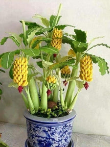 50 Pcs Dwarf Banana Bonsai Tree, Tropical Fruit Tree, Bonsai Balcony Flower for Home Planting, Germination Rate of 95%
