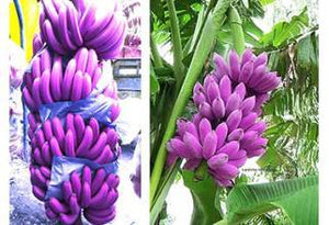 50 Pcs Dwarf Banana Bonsai Tree, Tropical Fruit Tree, Bonsai Balcony Flower for Home Planting, Germination Rate of 95%